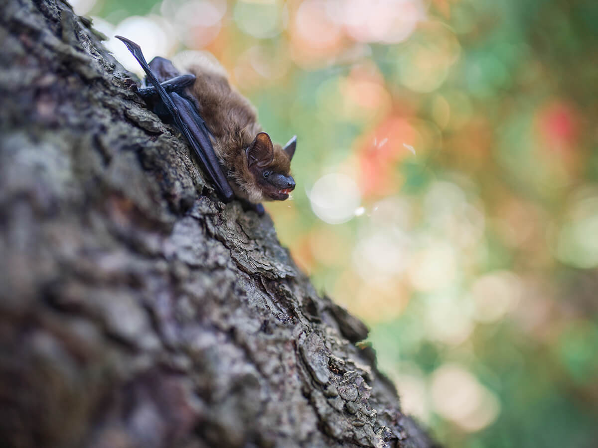 Fauna im Soonwald 2