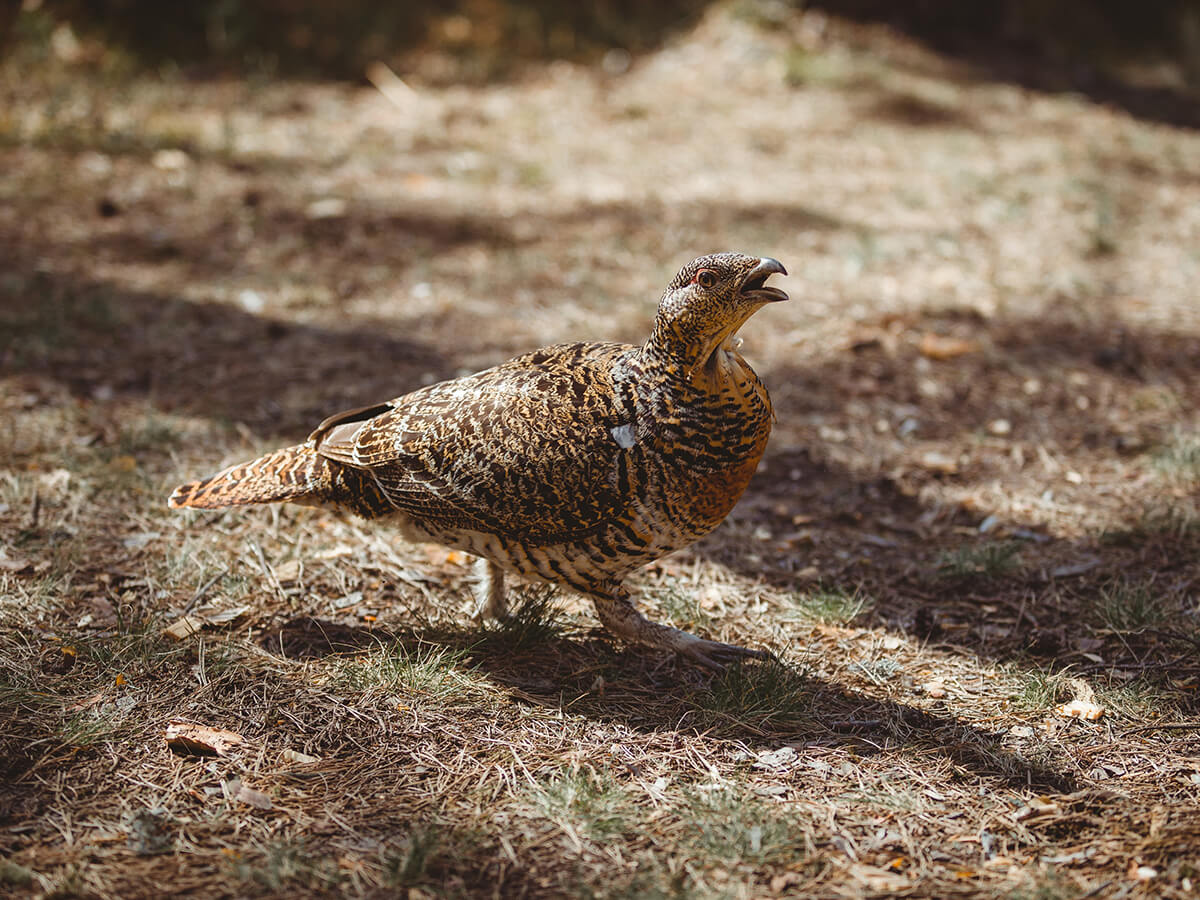 Fauna im Soonwald 3