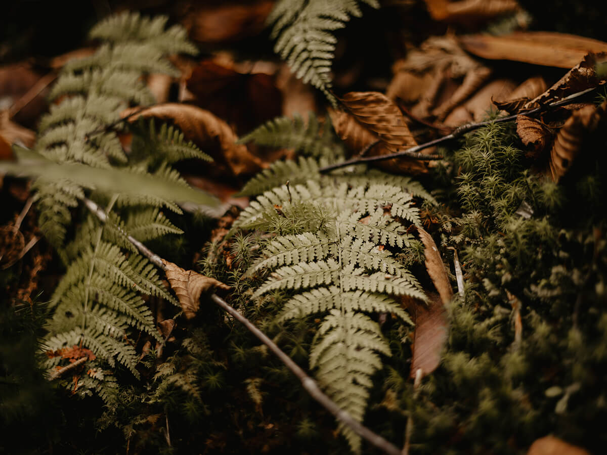 Flora