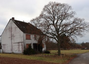 Sommerlinde Pferdsfeld