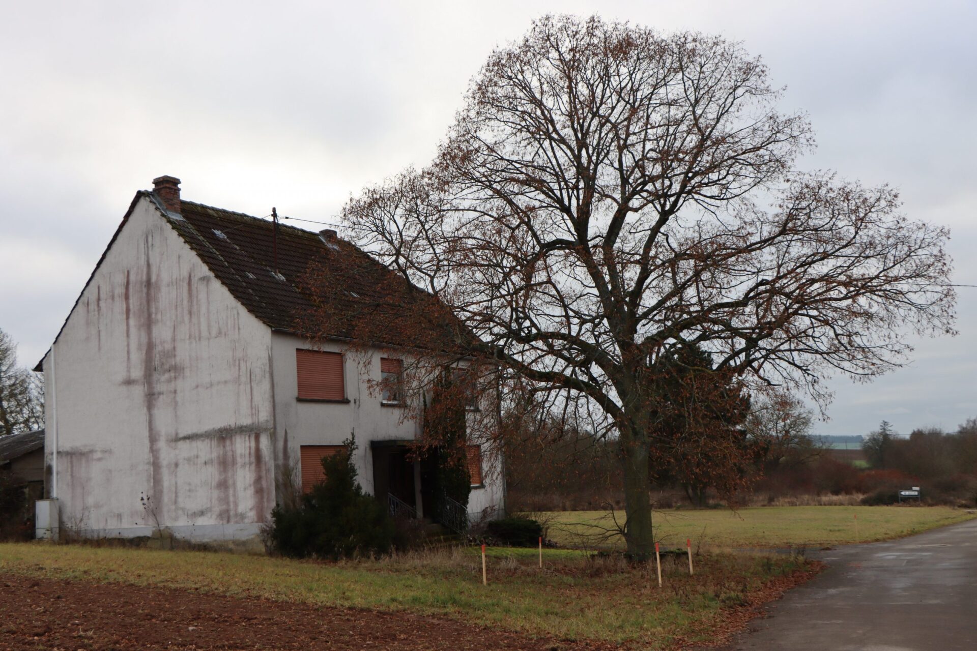 Sommerlinde Pferdsfeld
